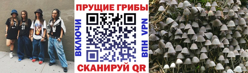 купить   Мостовской  ссылка на мегу зеркало  Псилоцибиновые грибы Cubensis 
